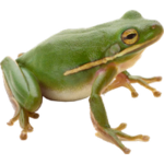 frog.png