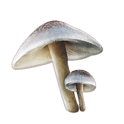 mushroom.png