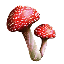 mushroom2.png